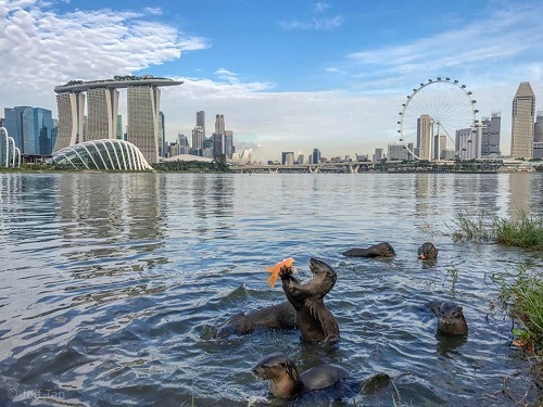Otter Town - ArtScience on Screen - Marina Bay Sands