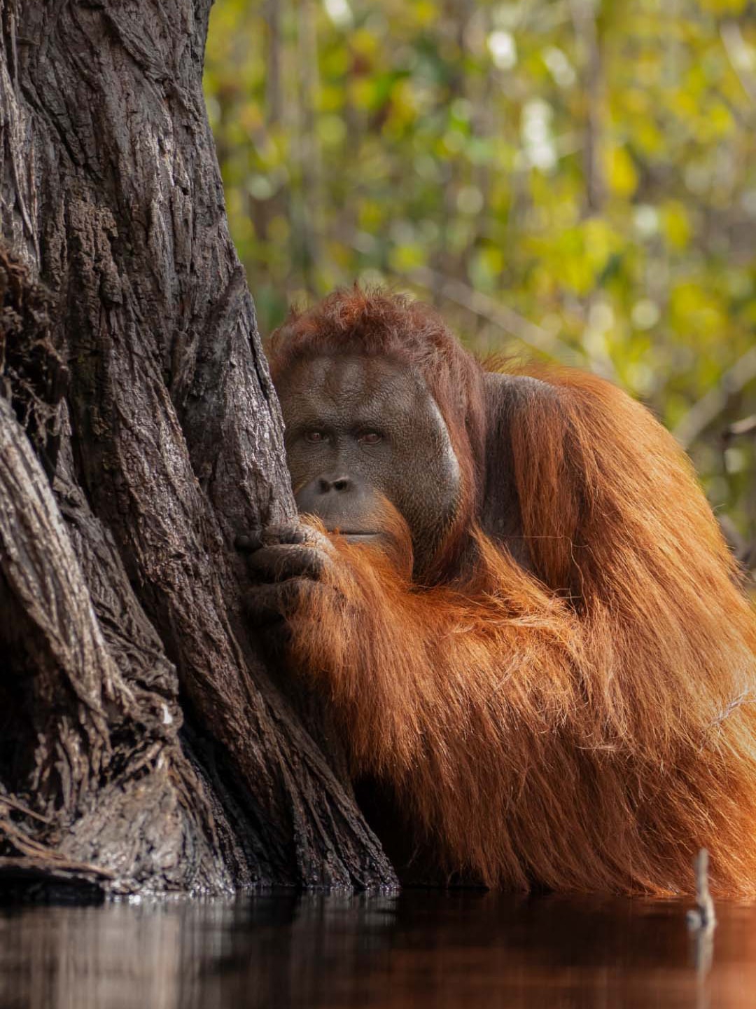 Orang Utan bersembunyi di balik pohon