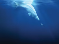 A Plastic Ocean (2016)