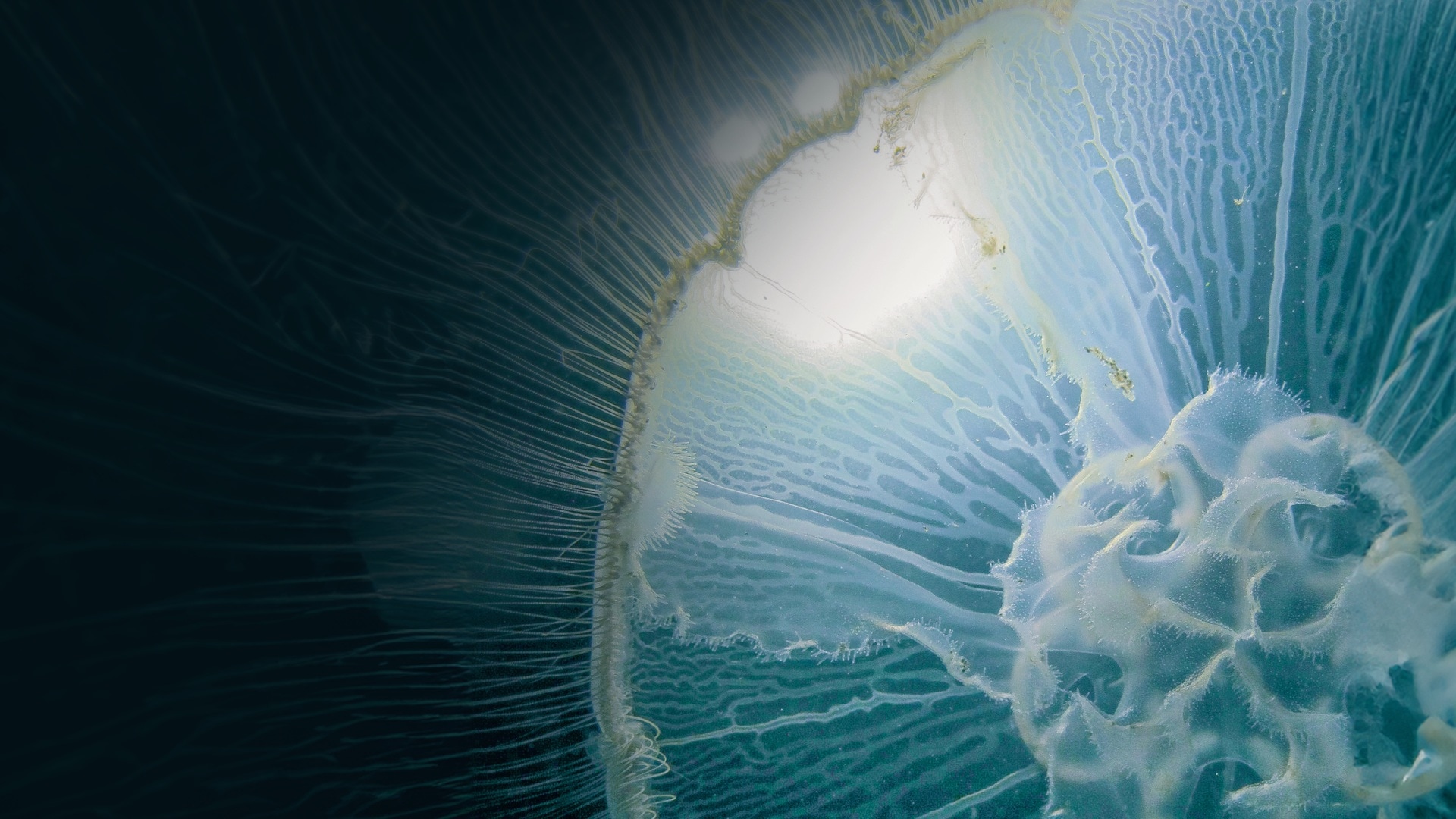 Deep Shift: Into the Ocean Opening Symposium