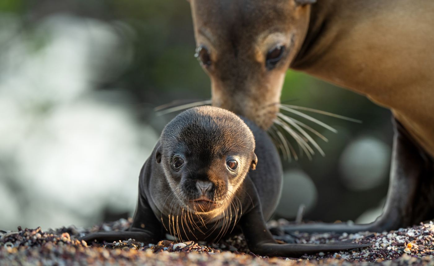 Disneynature’s Sea Lions of the Galapagos (2025) by Hugh Wilson | Rating TBA | English
