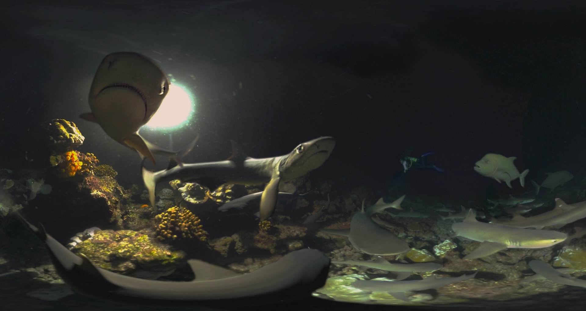 David Attenborough's First Life