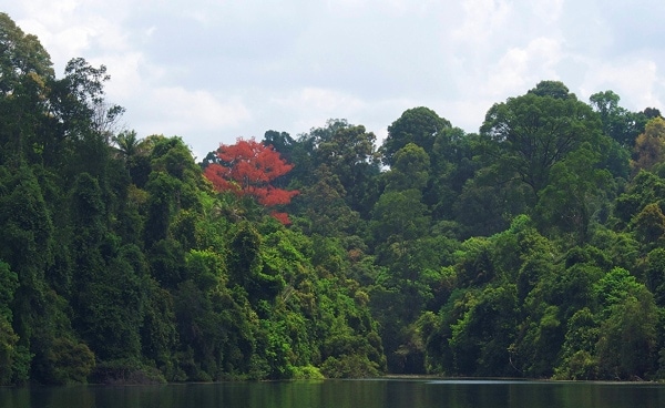 Foto Hutan di Singapura