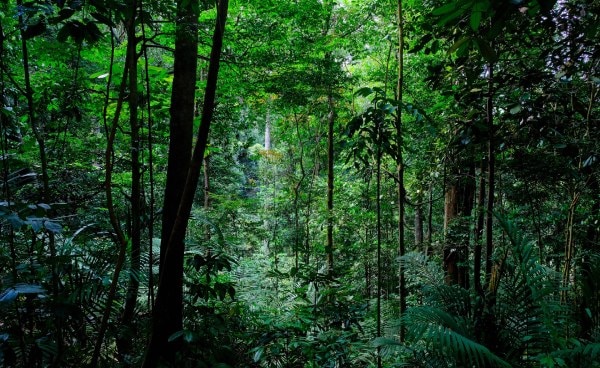 Foto Hutan di Singapura