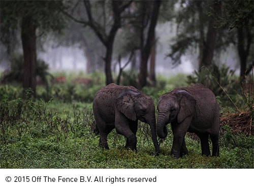 Africa’s Wild Kingdom Reborn