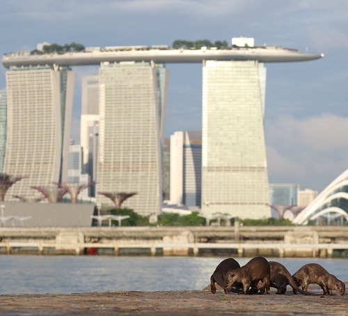 ArtScience on Screen: Otter Town