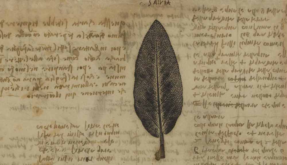 Daun Sage 1508—1510 F.197 halaman genap dari Codex Atlanticus Leonardo da Vinci