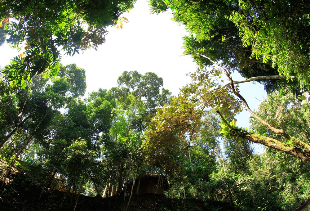 Into The Wild - Pohon Virtual