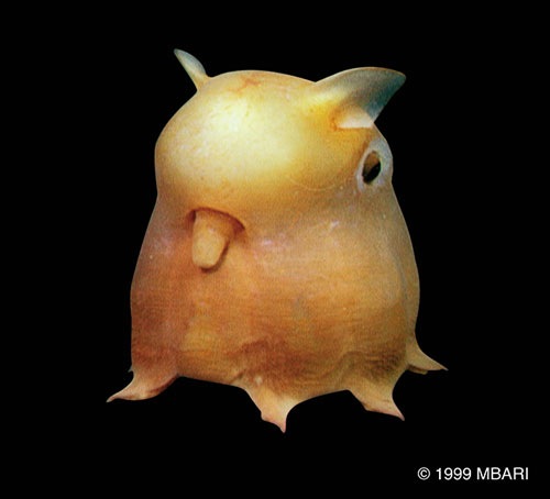 The Deep - Grimpoteuthis sp. (Gurita dumbo)