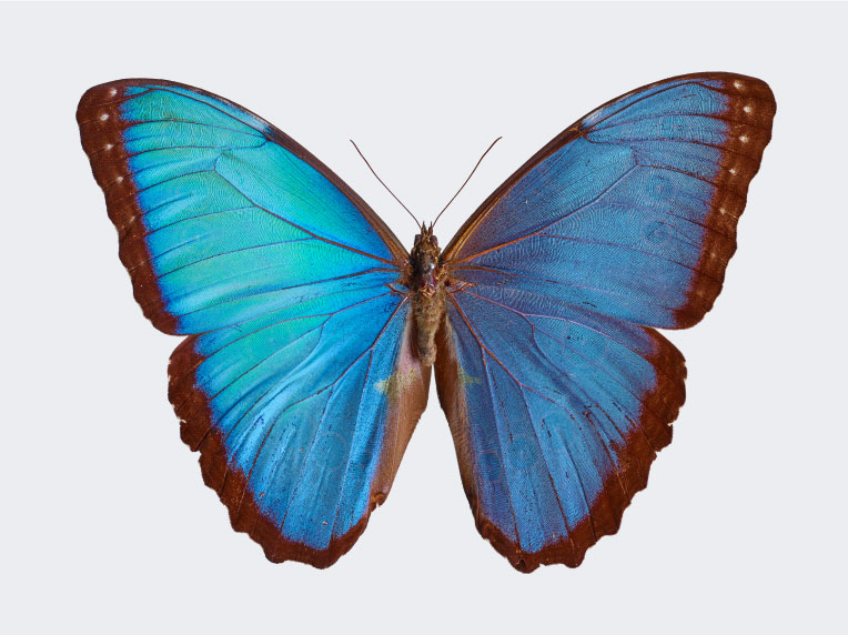 Kupu-kupu Morpho