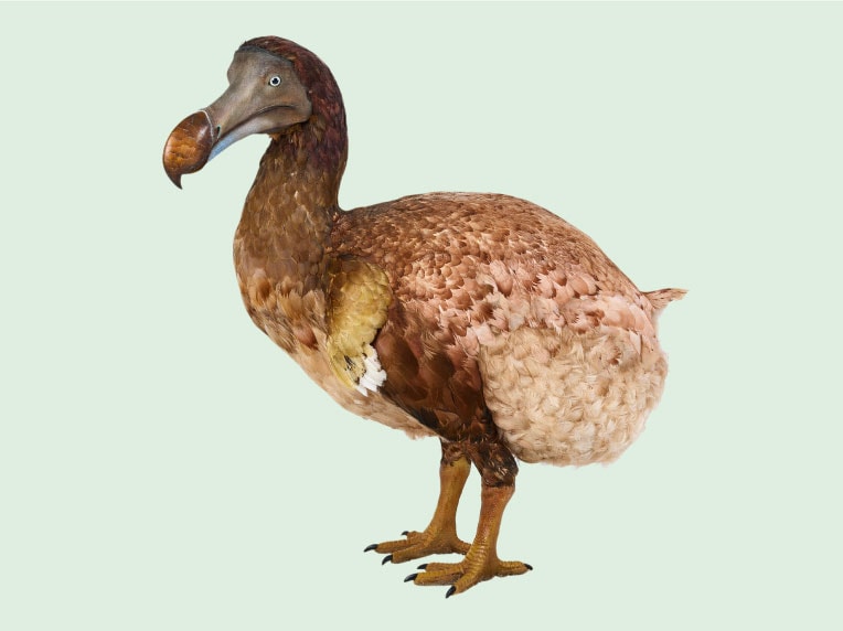 Tiruan burung dodo