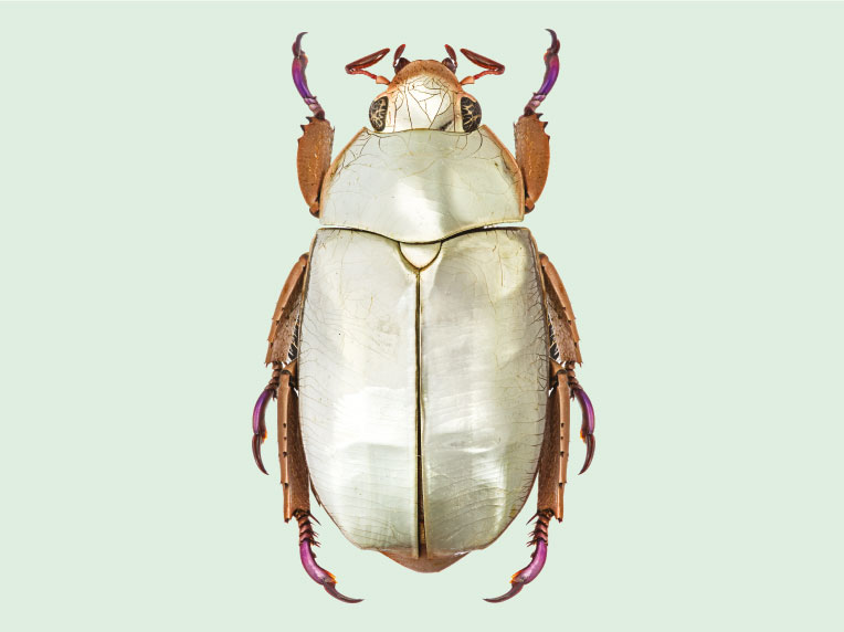 Kumbang chafer Perak, Amerika Tengah