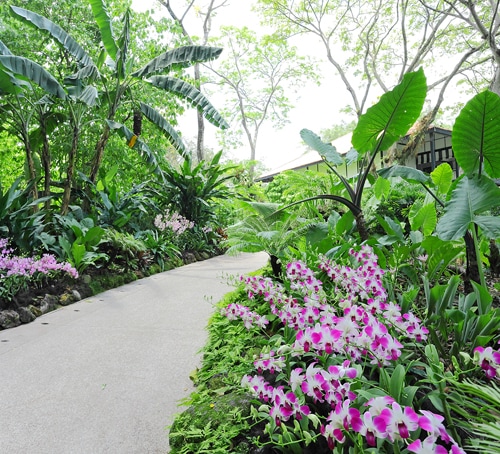 Anggrek Bunga Nasional Singapura
